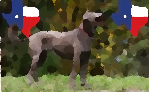 texas dog blotchy image