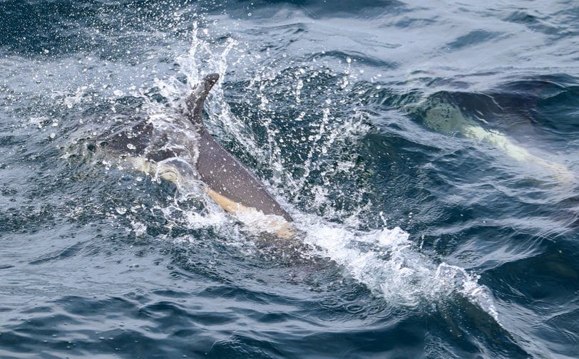 Atlantic white-sided dolphin