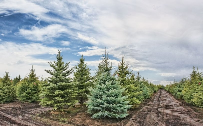 Christmas Tree Farm