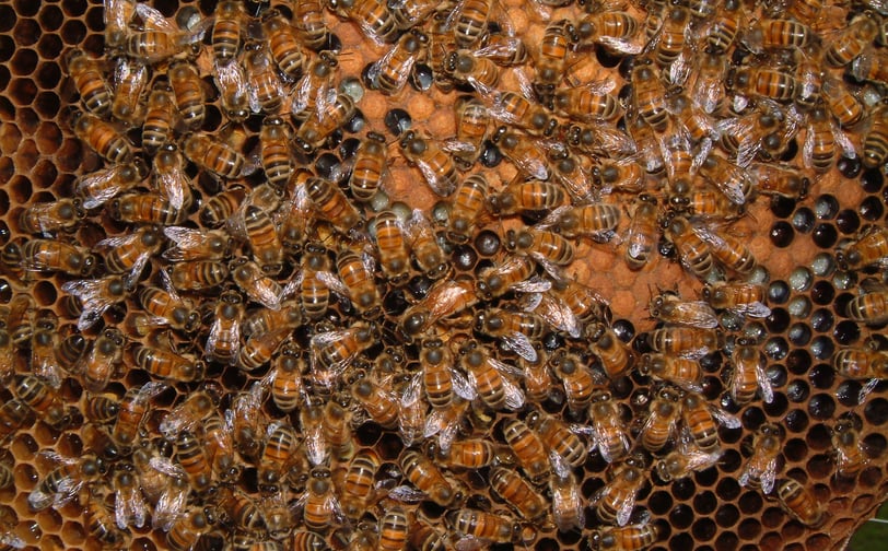 Inside the Hive: Understanding Bee Biology, Behavior, and Colony Dynamics