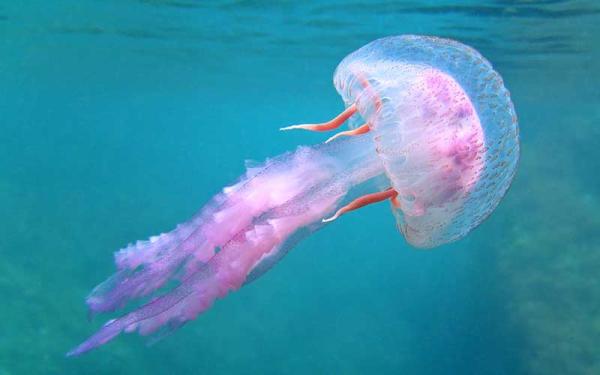 curiosidaddes medusas
