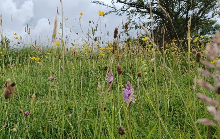 Common spotted orchids in a meadow