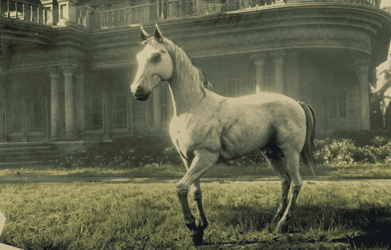 Um cavalo arabe branco