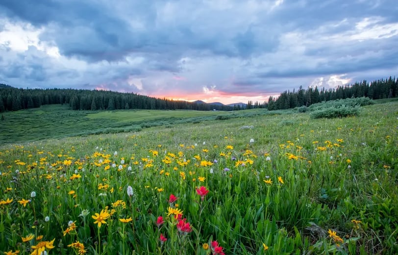 A scenic meadow in Greenland filled with wildflowers