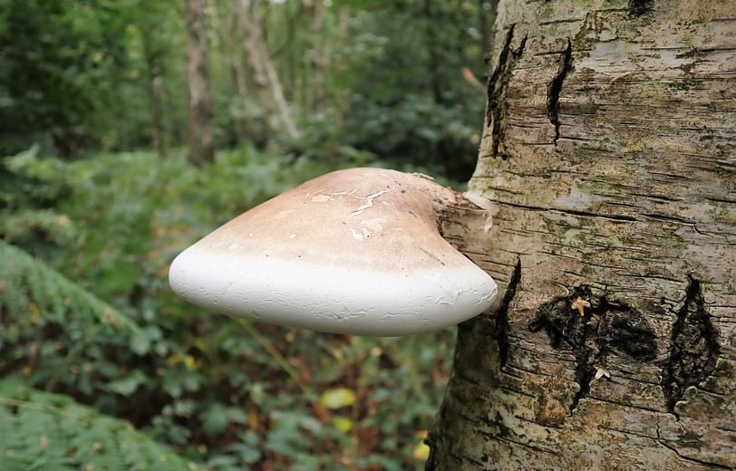 a mushroom on a birch tree trunk