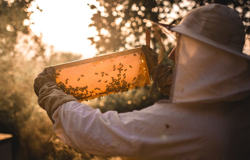 Scaling Smart: Strategies for Successful Commercial Beekeeping Operations