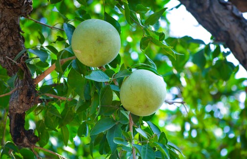 stone apple (bael)