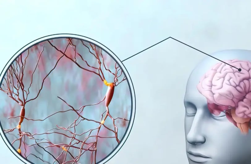 A deep enlargement of synapsises in the human brain