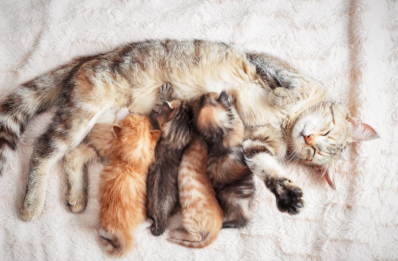 a cat nursing four kittens