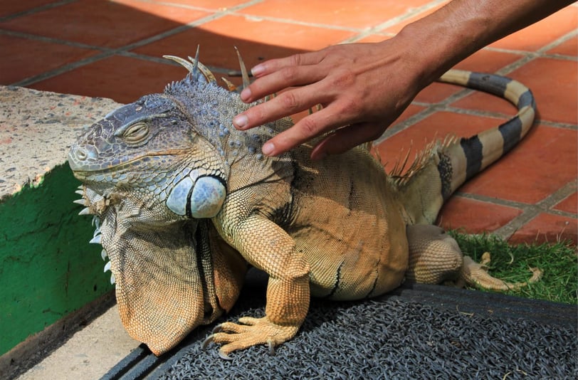 Erros ao criar uma iguana em casa e como evitar corretamente
