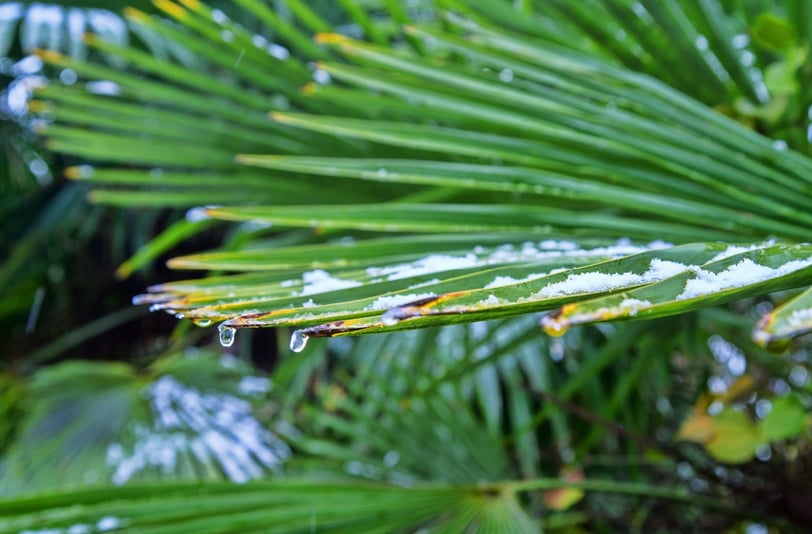 palm tree care in winter