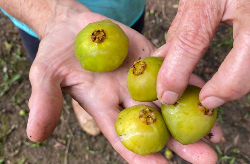 a person holding a bunch of green apples