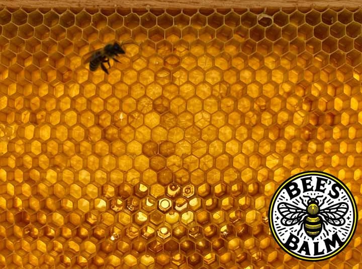 a beehive with bees and beeswax honeycombs and the Bee's Balm logo