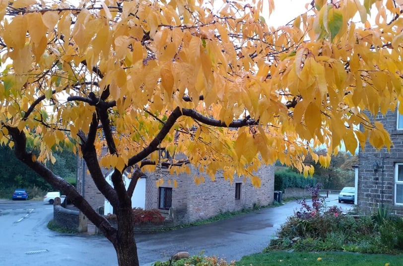 Cherry tree