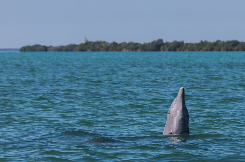 Dauphins dans la réserve des Sian Ka'an