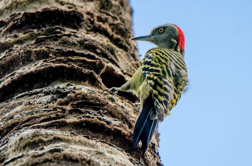 hispaniolan woodpecker