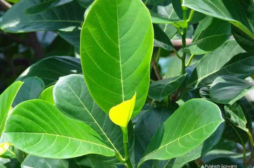 a plant with a yellow flower on a tree