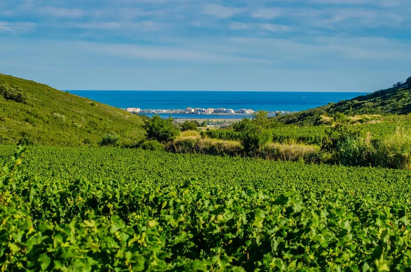 vigne muscat