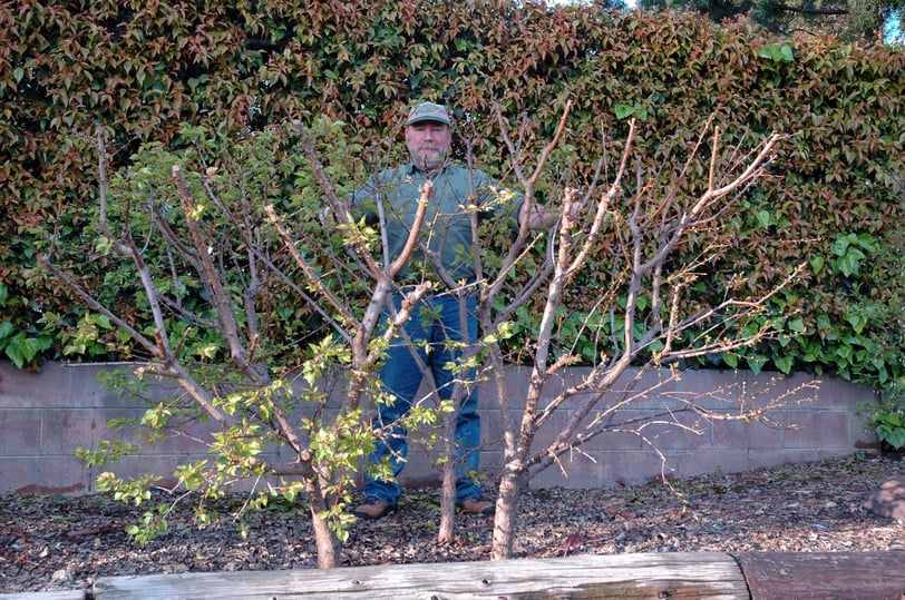 Tom Spellman showing off multiple trees in one planting
