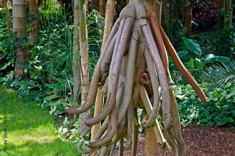 arboles que se mueven solos