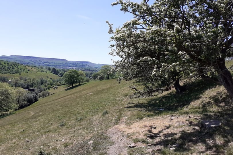Hawthorn blossom