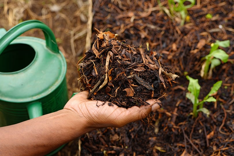 Solo que segura a umidade: como preparar seu jardim para economizar água e manter suas plantas saudá