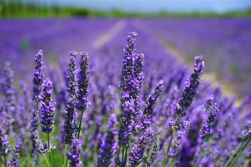 lavender flowers in lavender fields