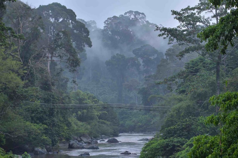 Danum Valley, an ancient rainforest