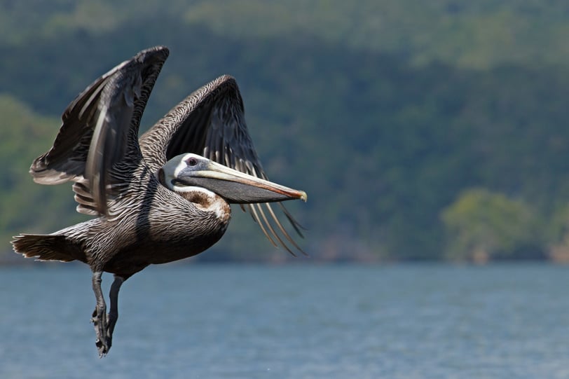 pelican los haitises