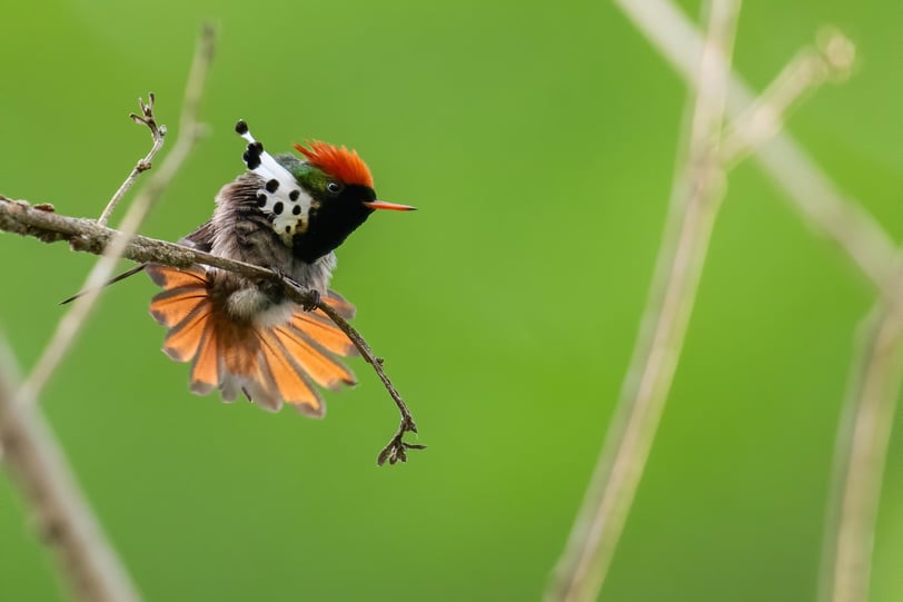 Le coquette de Goud niche à la lisière du parc de Gunma.   