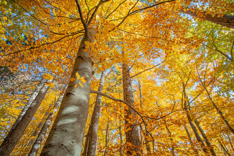 beech trees in the woods with yellow leaves