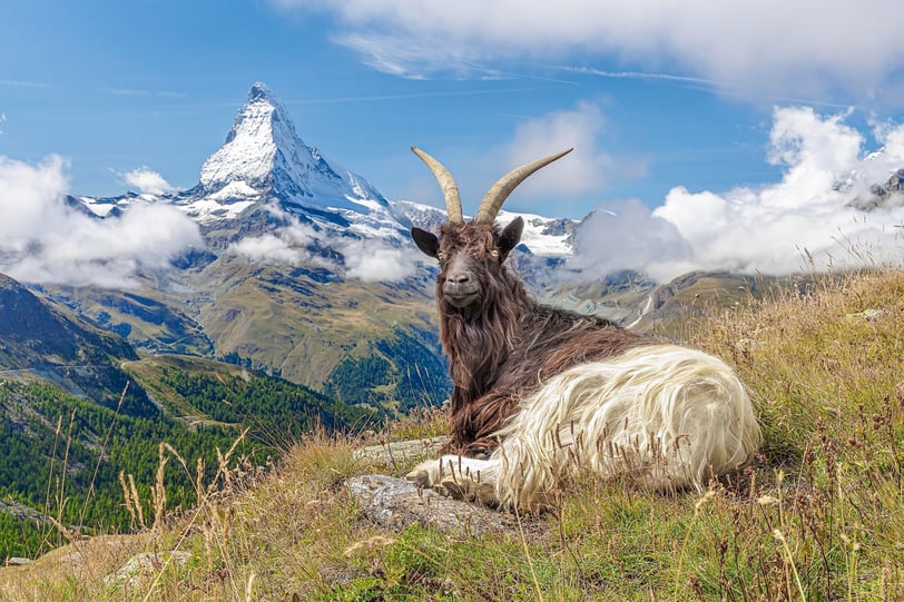 a goat with a mountain in the background (Matterhorn in Switzerland)