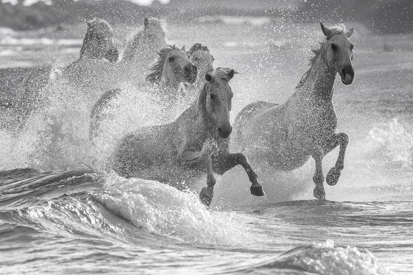a group of horses running through the ocean