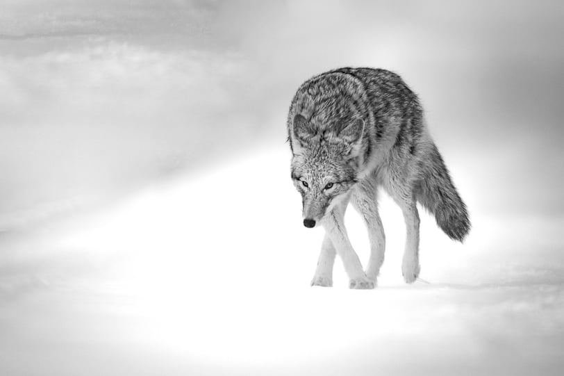 a coyote walking on a snowy road