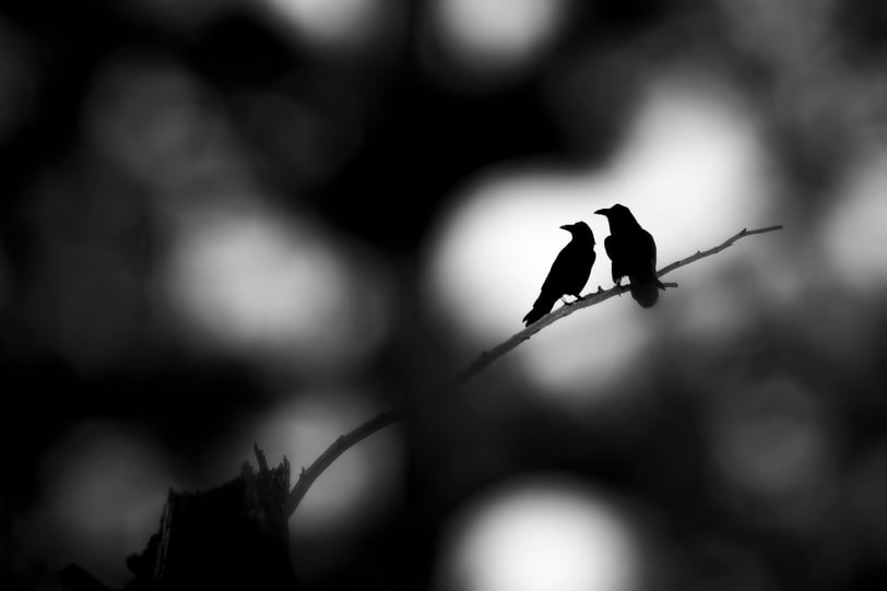 two ravens sitting on a branch of a tree