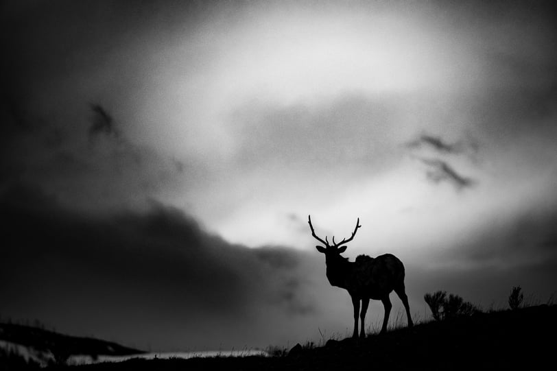 a wapiti bull standing on a hill with a cloudy sky
