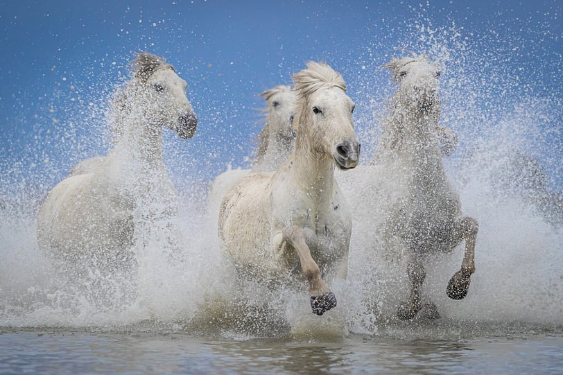a group of horses running through the water