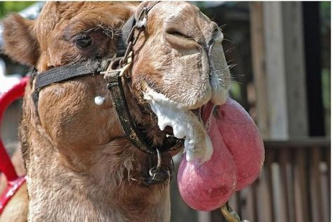 camellos estomago
