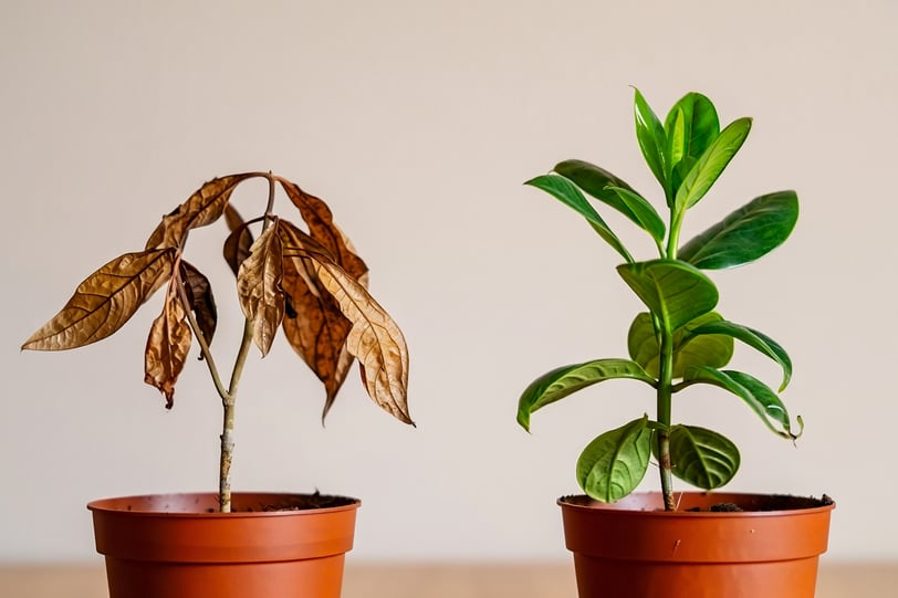 5 erros comuns que matam suas plantas (e como corrigir cada um deles). Dicas práticas para evitar de