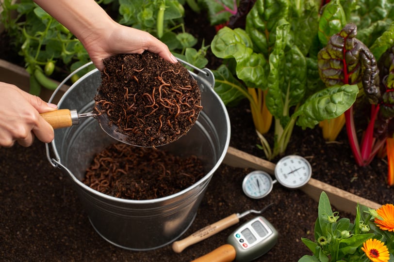 Húmus de minhoca: a solução natural para revitalizar o solo do seu quintal e garantir plantas saudáv