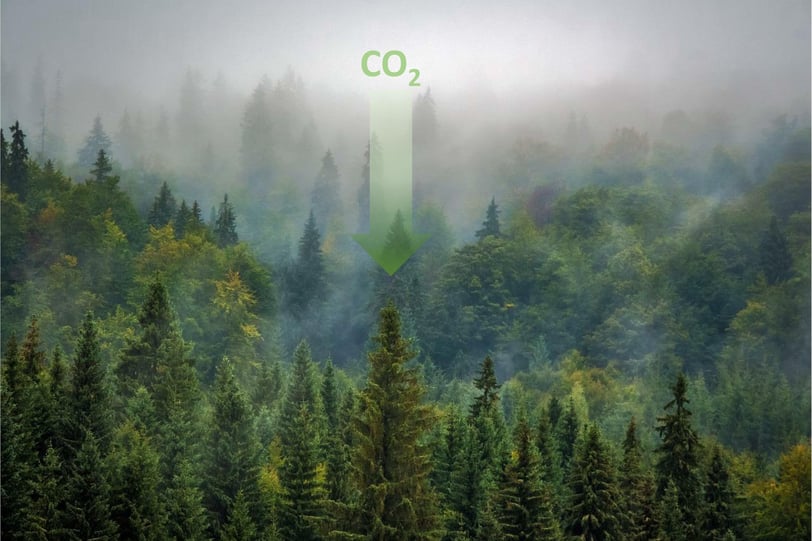Illustration de la forêt puits de carbone