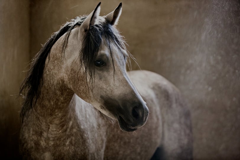 Ra'ad many years ago when his coat was still dark and his mane black