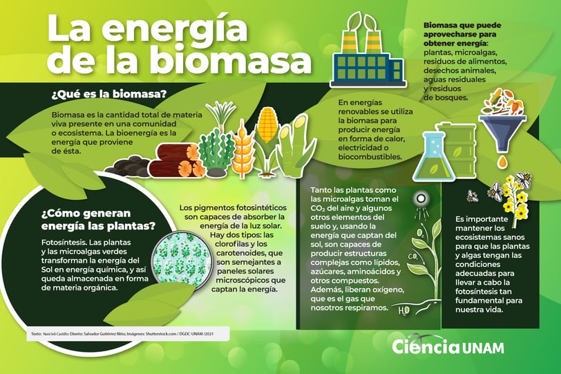 Biomasa - Mass Mundo