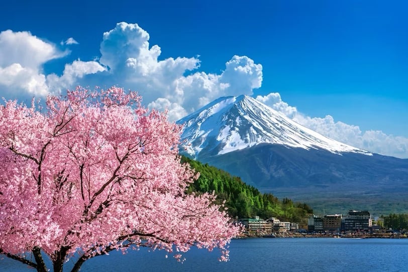 a tree with a mountain in the background