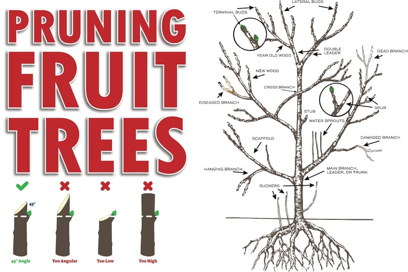 How to correctly prune fruit trees illustration