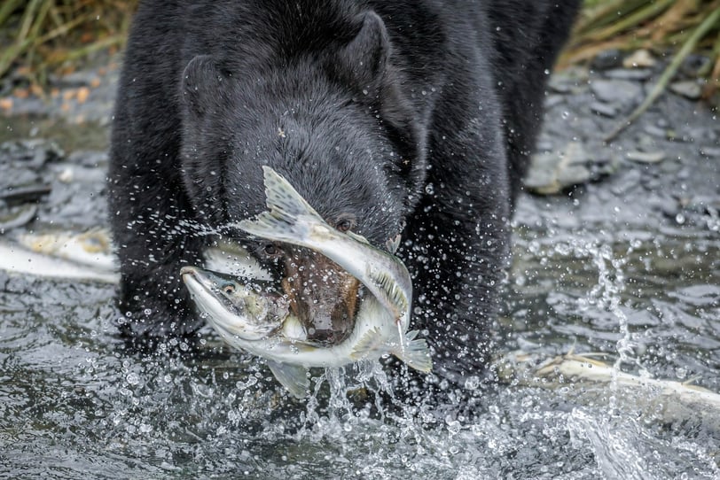 a black bear is holding a fish in its mouth