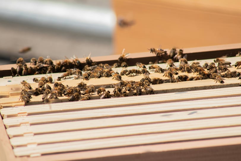 a wooden beehive with bees