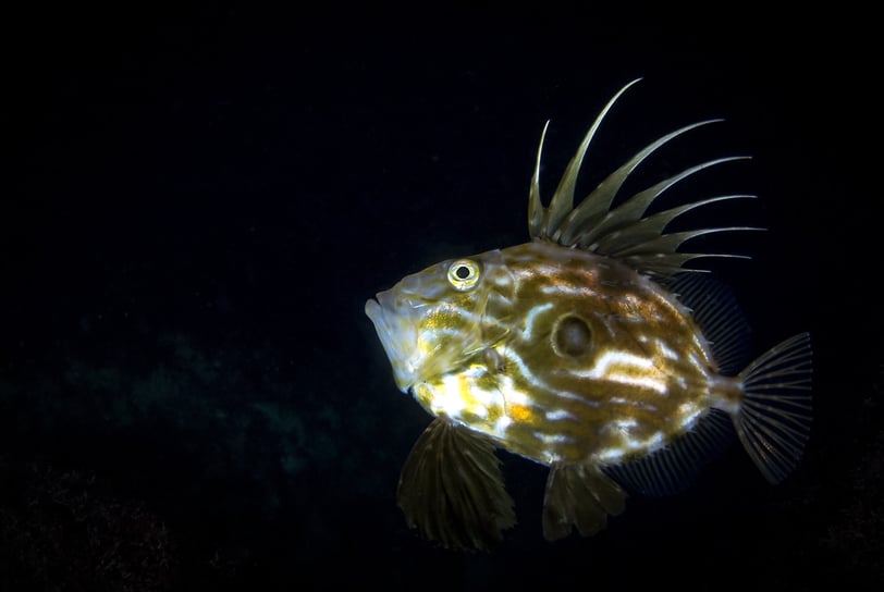 Poisson osseux - St Pierre