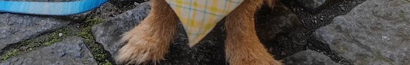 beneficios-pets-saude-mental