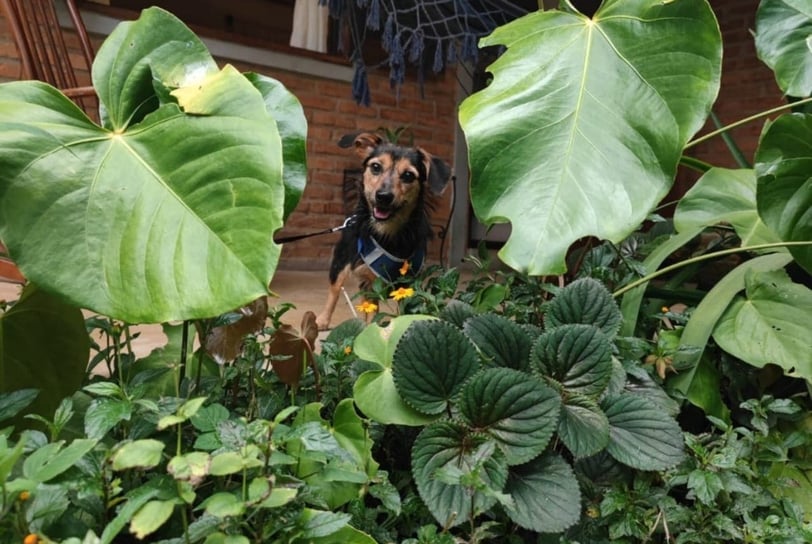 A dog on the porch with plants